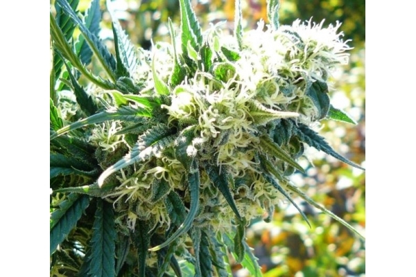 Northern Light (Royal Queen Seeds) feminized