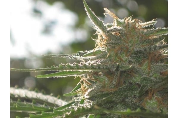 Northern Light (Royal Queen Seeds) feminized Northern Light (Royal Queen Seeds) feminized