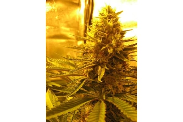 Critical (Royal Queen Seeds) feminized