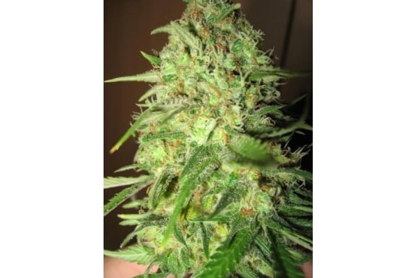 Critical (Royal Queen Seeds) feminized