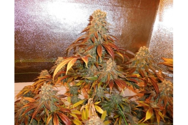 Royal Moby (Royal Queen Seeds) feminisiert Royal Moby (Royal Queen Seeds) feminisiert