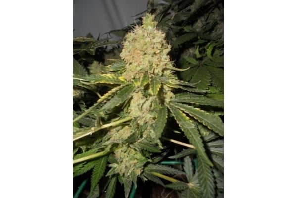 Royal Moby (Royal Queen Seeds) feminisiert