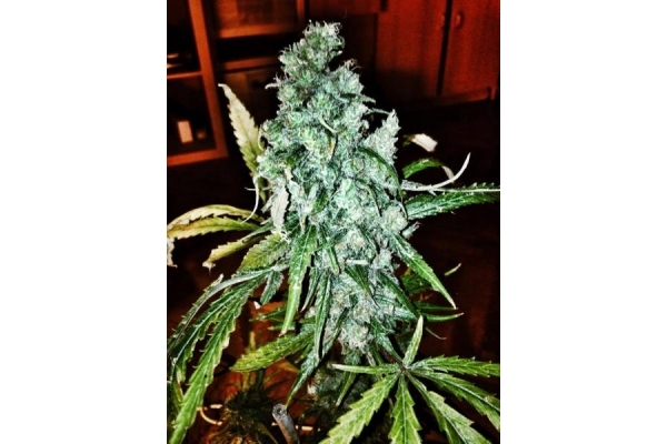 Royal Moby (Royal Queen Seeds) feminisiert Royal Moby (Royal Queen Seeds) feminisiert