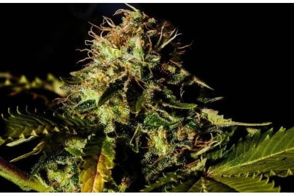Royal Moby (Royal Queen Seeds) feminisiert