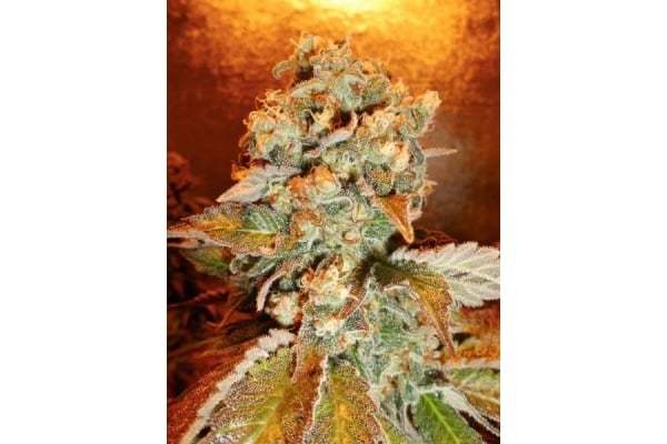 Royal Moby (Royal Queen Seeds) feminisiert Royal Moby (Royal Queen Seeds) feminisiert