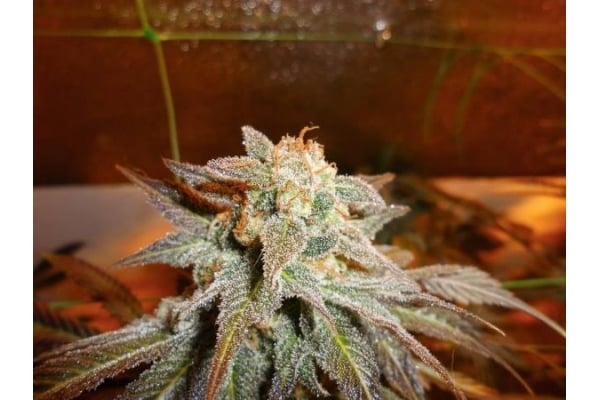 Royal Moby (Royal Queen Seeds) feminisiert Royal Moby (Royal Queen Seeds) feminisiert