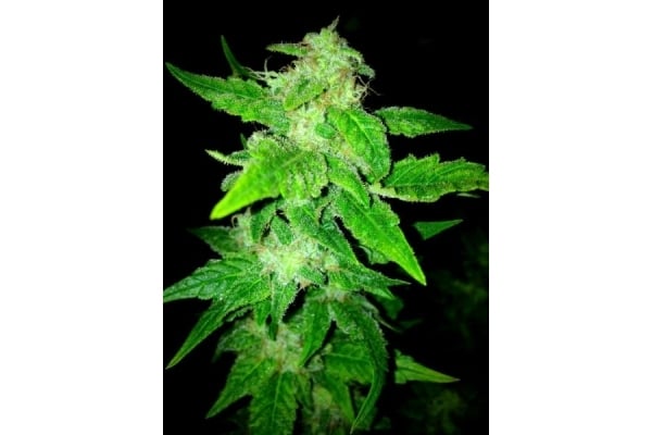 OG Kush (Royal Queen Seeds) feminized OG Kush (Royal Queen Seeds) feminized