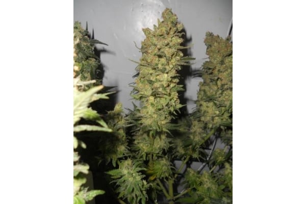 OG Kush (Royal Queen Seeds) feminized OG Kush (Royal Queen Seeds) feminized