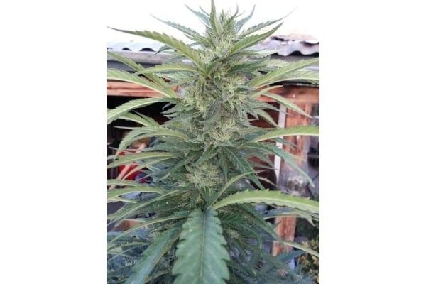 OG Kush (Royal Queen Seeds) feminized OG Kush (Royal Queen Seeds) feminized