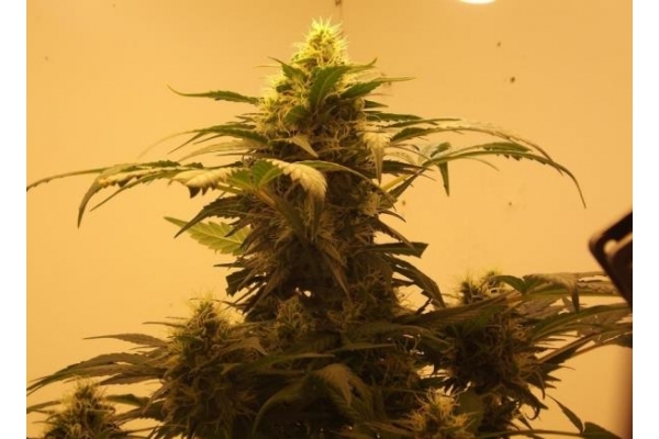 Royal Dwarf Automatic (Royal Queen Seeds) feminisiert Royal Dwarf Automatic (Royal Queen Seeds) feminisiert