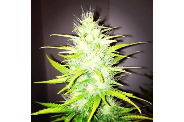 Royal Dwarf Automatic (Royal Queen Seeds) feminisiert Royal Dwarf Automatic (Royal Queen Seeds) feminisiert
