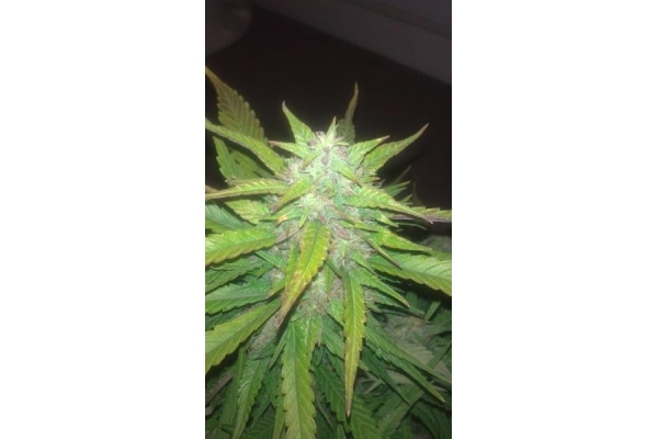 Royal Dwarf Automatic (Royal Queen Seeds) feminisiert Royal Dwarf Automatic (Royal Queen Seeds) feminisiert