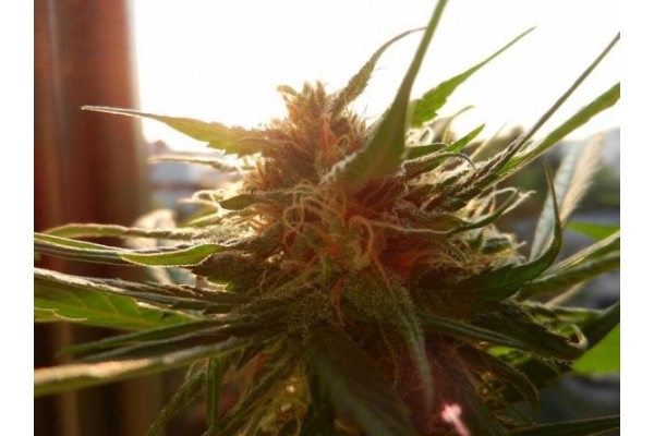 Royal Dwarf Autoflower (Royal Queen Seeds) feminized