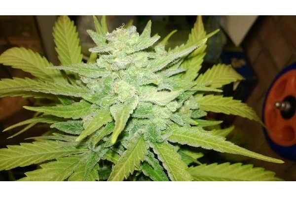 Royal Dwarf Automatic (Royal Queen Seeds) feminisiert Royal Dwarf Automatic (Royal Queen Seeds) feminisiert