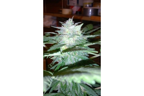 Royal Dwarf Automatic (Royal Queen Seeds) feminisiert Royal Dwarf Automatic (Royal Queen Seeds) feminisiert