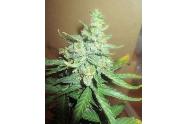 Easy Bud Automatic (Royal Queen Seeds) feminisiert