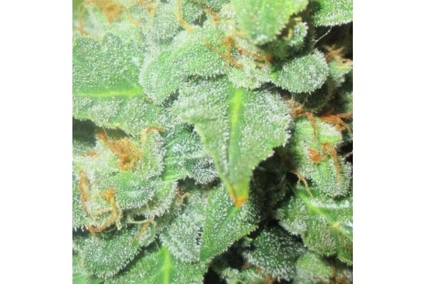 Easy Bud Automatic (Royal Queen Seeds) feminisiert