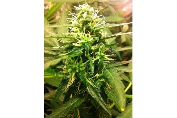 Quick One Automatic (Royal Queen Seeds) feminisiert Quick One Automatic (Royal Queen Seeds) feminisiert