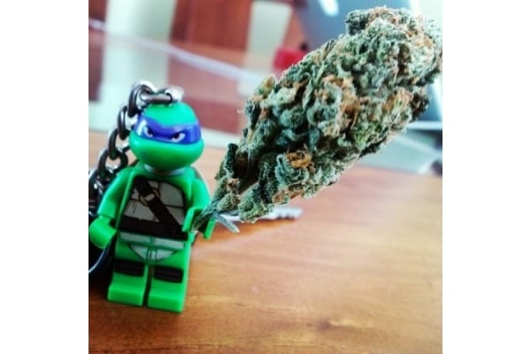 Quick One Automatic (Royal Queen Seeds) feminisiert Quick One Automatic (Royal Queen Seeds) feminisiert