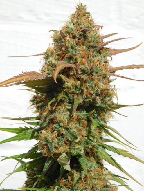 Raspberry Cough (Nirvana) feminisiert Raspberry Cough (Nirvana) feminisiert