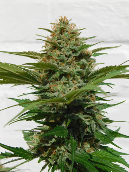Raspberry Cough (Nirvana) feminisiert Raspberry Cough (Nirvana) feminisiert