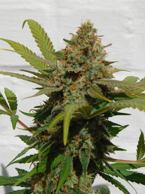 Raspberry Cough (Nirvana) feminisiert Raspberry Cough (Nirvana) feminisiert