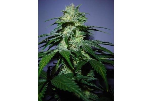 Nepal Jam (ACE Seeds) feminisiert Nepal Jam (ACE Seeds) feminisiert