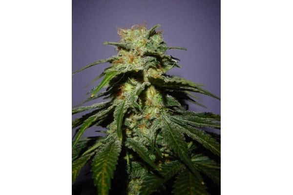 Nepal Jam (ACE Seeds) feminisiert Nepal Jam (ACE Seeds) feminisiert