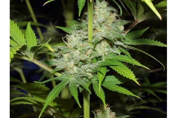 Nepal Jam (ACE Seeds) feminisiert Nepal Jam (ACE Seeds) feminisiert