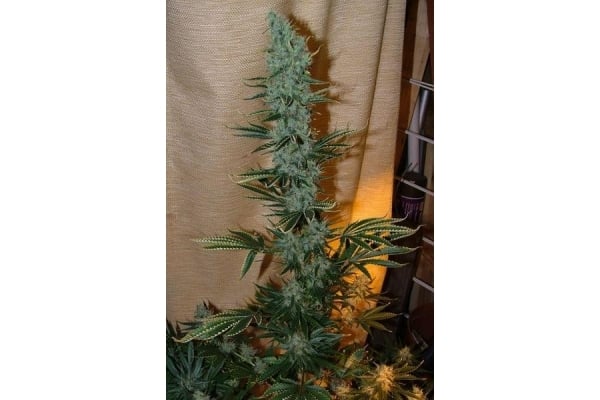 Nepal Jam (ACE Seeds) feminisiert Nepal Jam (ACE Seeds) feminisiert