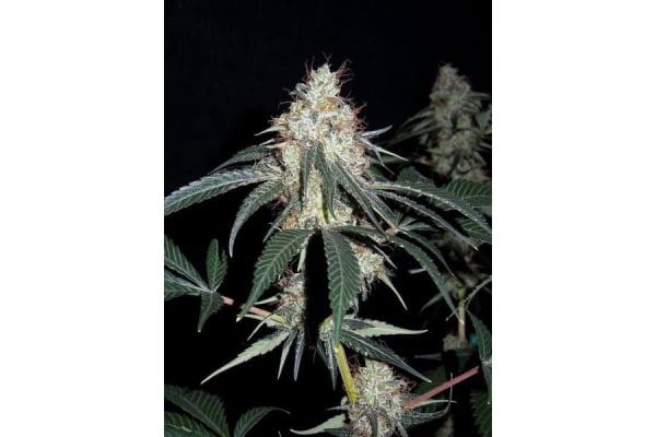 Nepal Jam (ACE Seeds) feminisiert Nepal Jam (ACE Seeds) feminisiert
