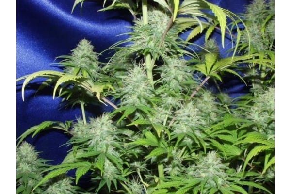 Nepal Jam (ACE Seeds) feminisiert Nepal Jam (ACE Seeds) feminisiert