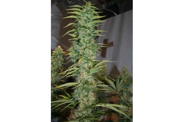 Orient Express (ACE Seeds) feminisiert Orient Express (ACE Seeds) feminisiert
