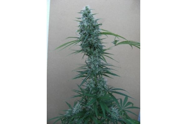Orient Express (ACE Seeds) feminisiert Orient Express (ACE Seeds) feminisiert