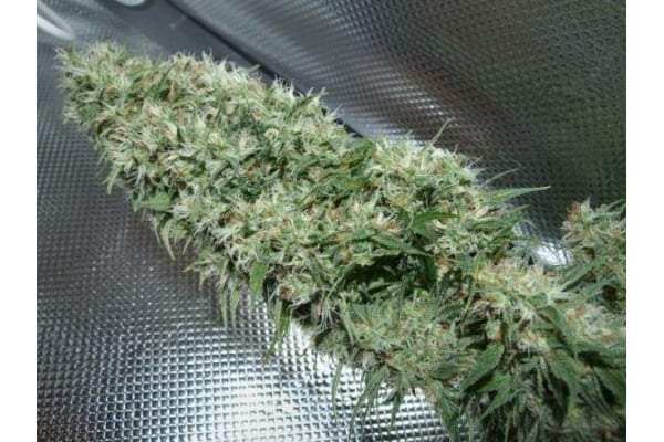 Orient Express (ACE Seeds) feminisiert Orient Express (ACE Seeds) feminisiert