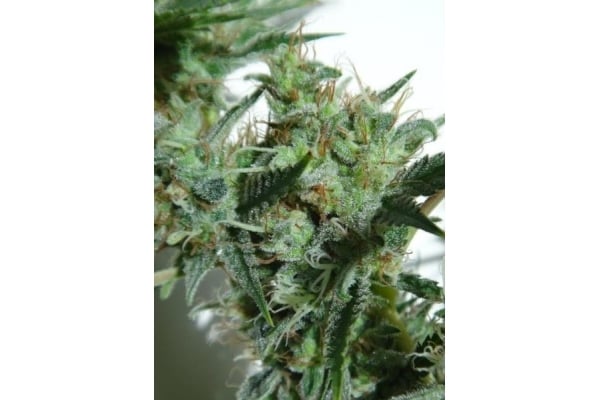 Orient Express (ACE Seeds) feminisiert Orient Express (ACE Seeds) feminisiert