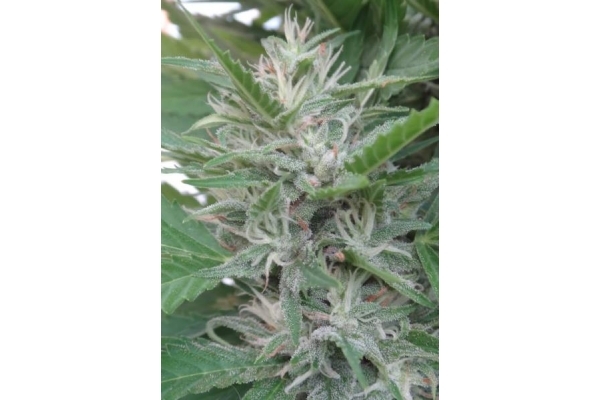 Orient Express (ACE Seeds) feminisiert Orient Express (ACE Seeds) feminisiert