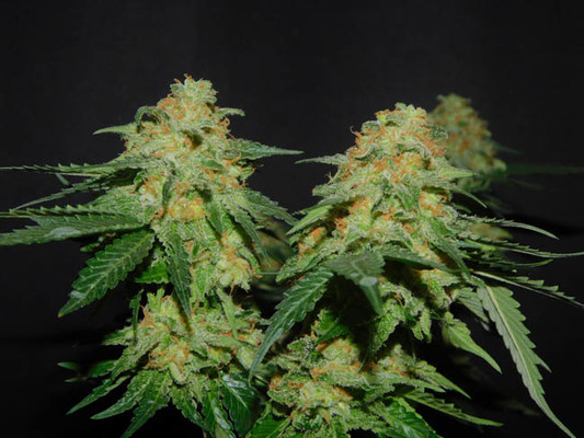 Spliff's Strawberry (Spliff Seeds) feminisiert Spliff's Strawberry (Spliff Seeds) feminisiert
