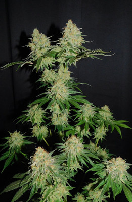 Spliff's Strawberry (Spliff Seeds) feminisiert Spliff's Strawberry (Spliff Seeds) feminisiert