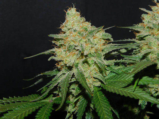 Spliff's Strawberry (Spliff Seeds) feminisiert Spliff's Strawberry (Spliff Seeds) feminisiert