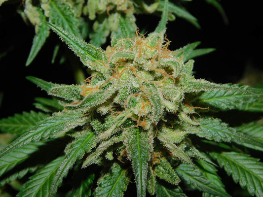 Spliff's Strawberry (Spliff Seeds) feminisiert Spliff's Strawberry (Spliff Seeds) feminisiert