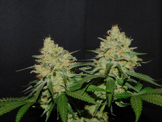 Spliff's Strawberry (Spliff Seeds) feminisiert Spliff's Strawberry (Spliff Seeds) feminisiert