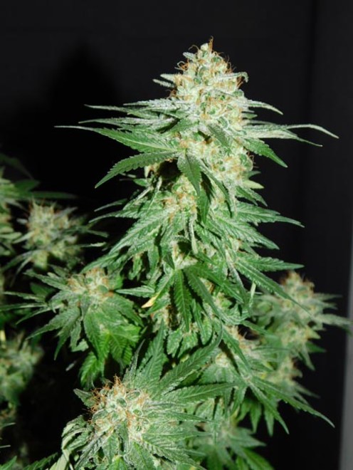 LA Affie (Cali Connection) feminized LA Affie (Cali Connection) feminized