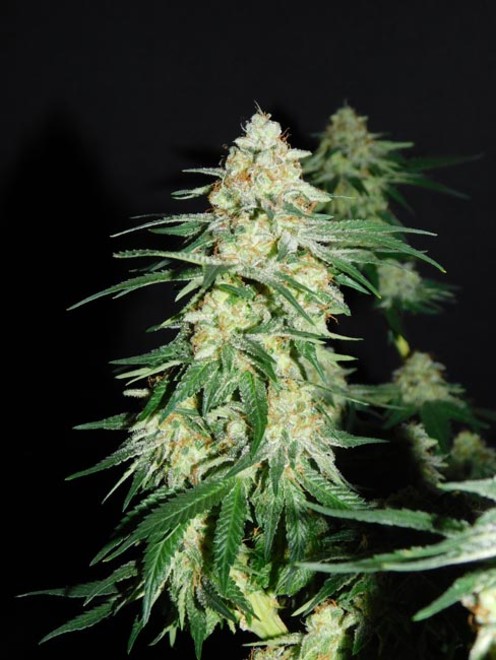 LA Affie (Cali Connection) feminized LA Affie (Cali Connection) feminized