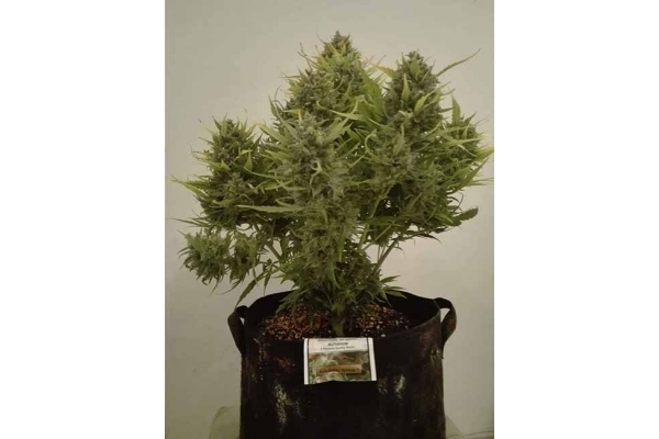 Auto White Widow (Dutch Passion) feminized Auto White Widow (Dutch Passion) feminized