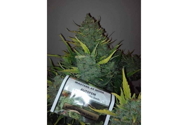 Auto White Widow (Dutch Passion) feminized Auto White Widow (Dutch Passion) feminized