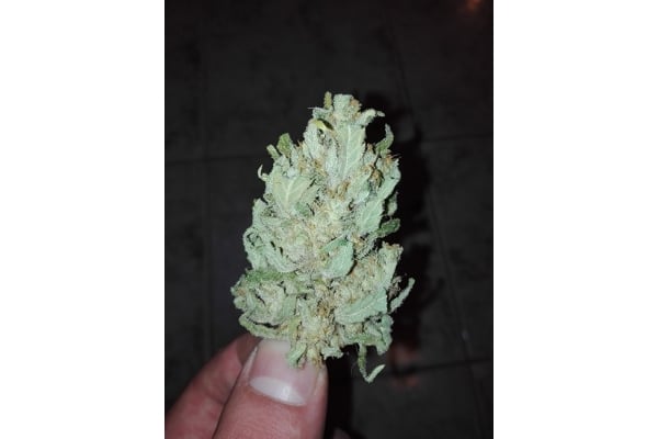 Auto White Widow (Dutch Passion) feminized Auto White Widow (Dutch Passion) feminized