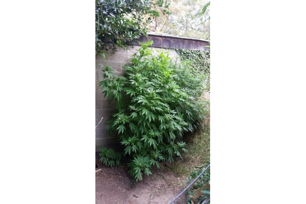 Big Bomb (Bomb Seeds) feminized Big Bomb (Bomb Seeds) feminized