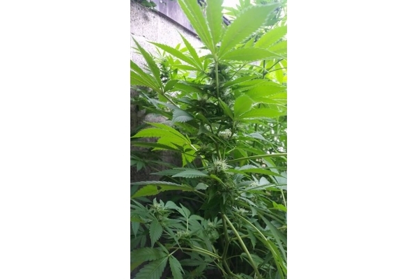 Big Bomb (Bomb Seeds) feminized Big Bomb (Bomb Seeds) feminized