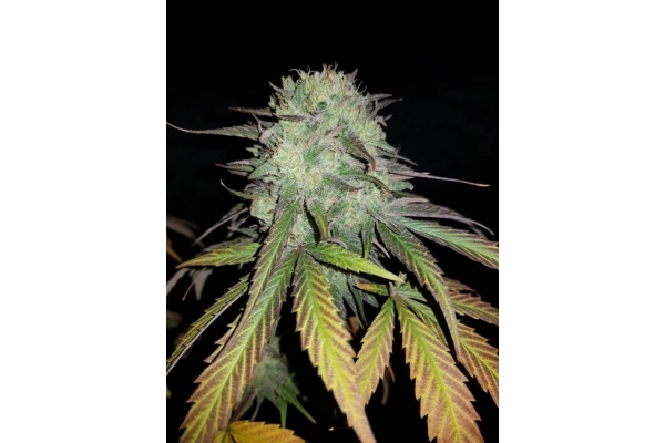 Painkiller XL (Royal Queen Seeds) feminized Painkiller XL (Royal Queen Seeds) feminized